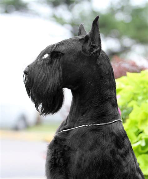 Contact us today. . Giant schnauzer for sale louisiana